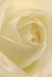 This evocative image draws you gently into the creamy heart of a white rose, as if you are nestled within its petals on a tranquil Fulham morning. Each layer spirals gracefully inward, their velvety touch whisper-light, reflecting the quiet beginnings of the day along New King's Road. There's an ambient luminosity, where soft natural light glides over ivory folds, casting delicate shadows that add depth and quiet poetry to the composition. The ambiance carries a serene peace-like the hush before a heartfelt conversation or a new chapter celebrated in Fulham's warm, welcoming community. In the discerning hands of local florists, this rose stands as a pure emblem of reverence-perfect for sympathy occasions, moments of admiration, or tokens of new beginnings delivered right to your Fulham doorstep. One can almost sense its subtle fragrance, understated yet unmistakable, a final flourish that completes each handcrafted arrangement. Up close, every swirl and nuance tells of thoughtful artistry and deep care, making this rose not simply a flower, but a gentle message of comfort and renewal woven into the very fabric of Fulham life.